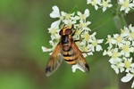 Geb&auml;nderte Waldschwebfliege (Volucella inanis)