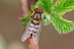 Gro&szlig;e Schwebfliege (Syrphus ribesii)