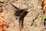 Gro&szlig;er Wollschweber oder Hummelschweber (Bombylius major)
