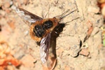 Gro&szlig;er Wollschweber oder Hummelschweber (Bombylius major)