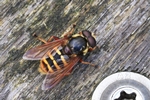 Gelbband-Torfschwebfliege (Sericomyia silentis)