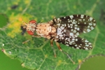 Gepunktete Hornfliege (Trypetoptera punctulata)