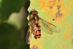 Hain-Schwebfliege (Episyrphus balteatus) - M&auml;nnchen
