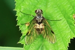Kronen-Schnepfenfliege (Chrysopilus cristatus)