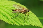 Goldgelbe Schnepfenfliege (Rhagio tringarius)