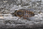 Gro&szlig;e Sumpfbremse (Tabanus autumnalis)