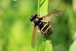 Gelbband-Torfschwebfliege (Sericomyia silentis)