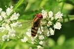 Gro&szlig;e Schwebfliege (Syrphus ribesii)