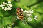 Gro&szlig;e Schwebfliege (Syrphus ribesii)
