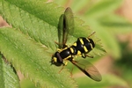 Sp&auml;te Gelbrandschwebfliege (Xanthogramma pedissequum)