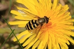 Gro&szlig;e Schwebfliege (Syrphus ribesii)