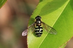 Gemeine Waldschwebfliege (Dasysyrphus venustus)