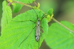 Ohne deutschen Namen (Tipula varipennis)
