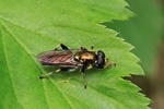 Gemeine Langbauchschwebfliege (Xylota segnis)