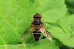 Gemeine Keilfleckschwebfliege (Eristalis pertinax)