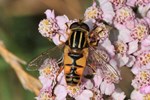 Gemeine Sumpfschwebfliege (Helophilus pendulus)