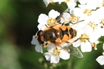 Garten-Keilfleckschwebfliege (Eristalis lineata)