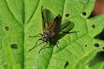 Schwarzf&uuml;&szlig;ige Schnepfenfliege (Rhagio vitripennis)