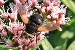 Gro&szlig;e Raupenfliege (Tachina grossa)