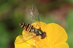 Hain-Schwebfliege (Episyrphus balteatus) - Weibchen