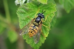 Gemeine Wespenschwebfliege (Chrysotoxum cautum)