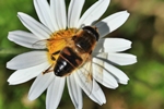Mittlere Keilfleckschwebfliege (Eristalis interrupta)