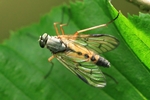 Schwarzf&uuml;&szlig;ige Schnepfenfliege (Rhagio vitripennis)