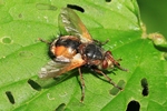 Igelfliege (Tachina fera)