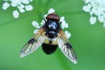Gemeine Waldschwebfliege (Volucella pellucens)