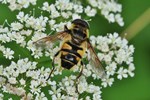 Garten-Keilfleckschwebfliege (Eristalis lineata)