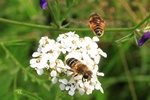 Mittlere Keilfleckschwebfliege (Eristalis interrupta)