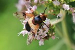 Gemeine Waldschwebfliege (Volucella pellucens)