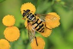 Gemeine Dolden-Schwebfliege (Myathropa florea)