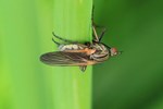 Gew&uuml;rfelte Tanzfliege (Empis tesselata)