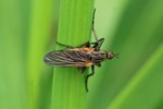 Gew&uuml;rfelte Tanzfliege (Empis tesselata)