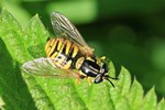Gemeine Wespenschwebfliege (Chrysotoxum cautum)