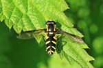 Sp&auml;te Gelbrandschwebfliege (Xanthogramma pedissequum)