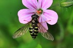 Gemeine Waldschwebfliege (Dasysyrphus venustus)