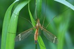 Ohne deutschen Namen (Tipula fascipennis)