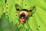 Gemeine Waldschwebfliege (Volucella pellucens)