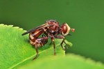 Gemeine Breitstirn-Blasenkopffliege (Sicus ferrugineus)