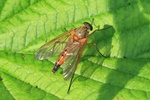 Goldgelbe Schnepfenfliege (Rhagio tringarius)