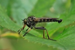Garten-Raubfliege (Neomochtherus geniculatus) S-A 07/21