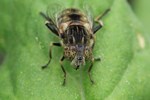 Schwarze Augenfleck-Schwebfliege (Eristalinus sepulchralis)