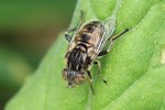 Schwarze Augenfleck-Schwebfliege (Eristalinus sepulchralis)