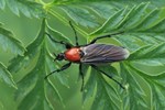 Gartenhaarm&uuml;cke (Bibio hortulanus) - Weibchen