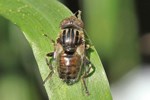 Schwarze Augenfleck-Schwebfliege (Eristalinus sepulchralis)