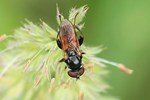 Keulen-Grashalmschwebfliege (Tropidia scita)