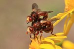 Gemeine Breitstirn-Blasenkopffliege (Sicus ferrugineus)