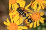 Gro&szlig;e Sumpfschwebfliege (Helophilus trivittatus)